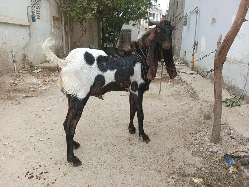 Breeder Bakra Available on Sale — photo 8