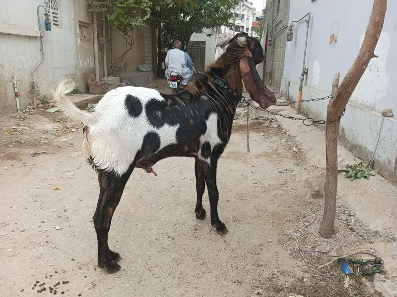 Breeder Bakra Available on Sale — photo 9