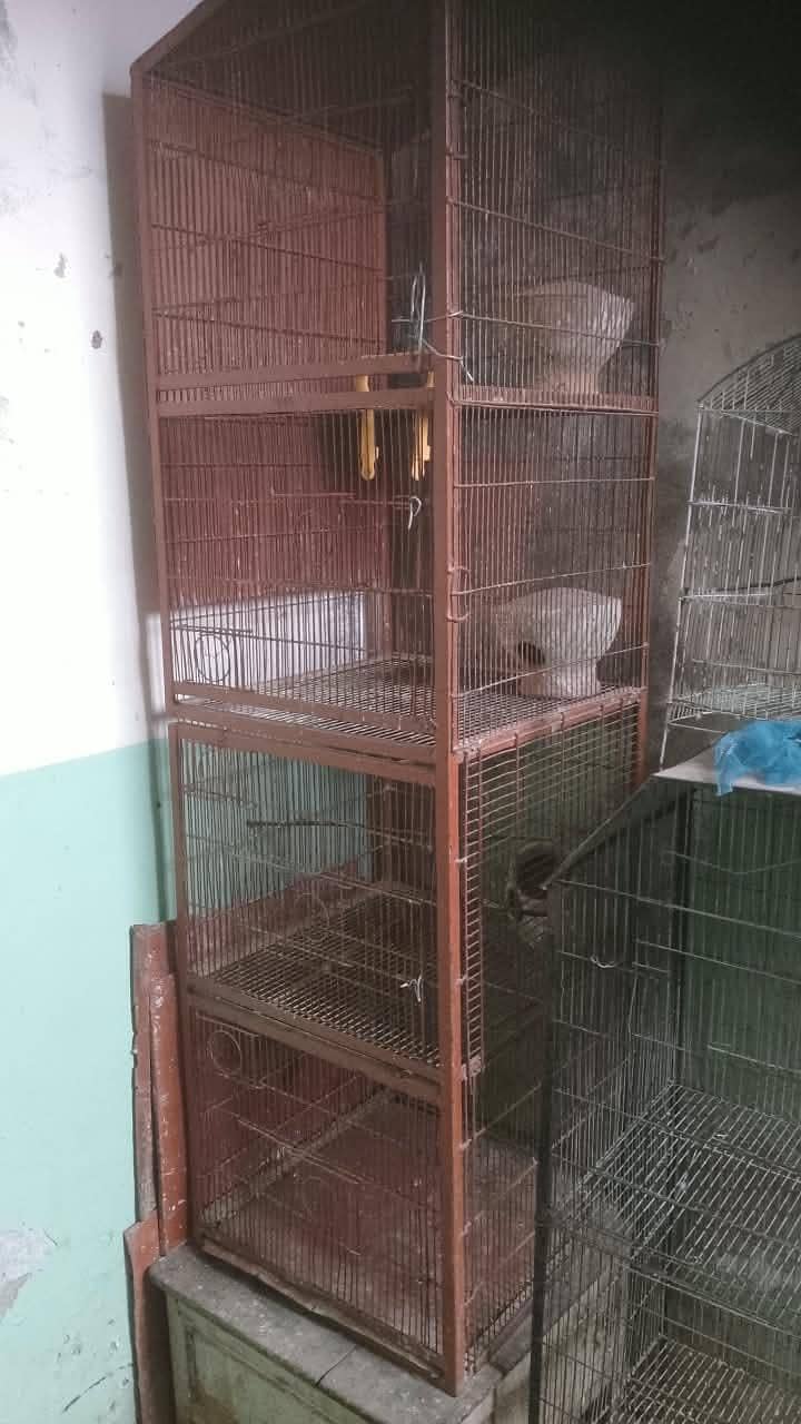 big cage 1