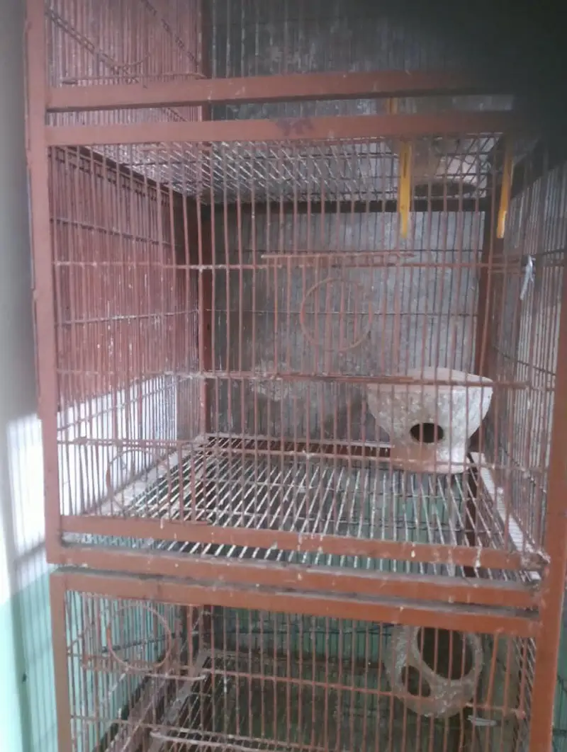 big cage — photo 3