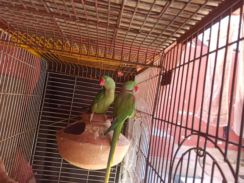 Raw breeding pair and Breeding box for sell
