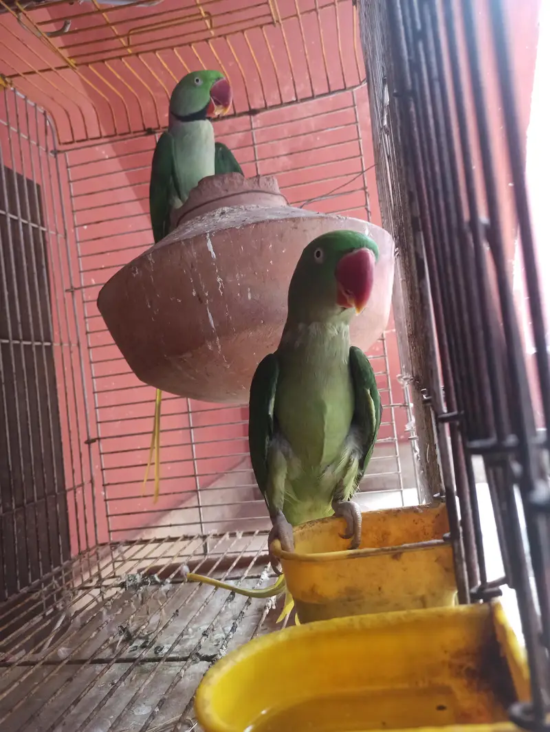 Raw breeding pair and Breeding box for sell — photo 2