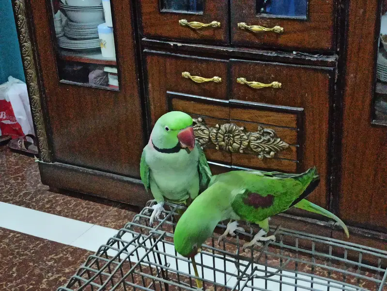 Raw breeding pair and Breeding box for sell — photo 3