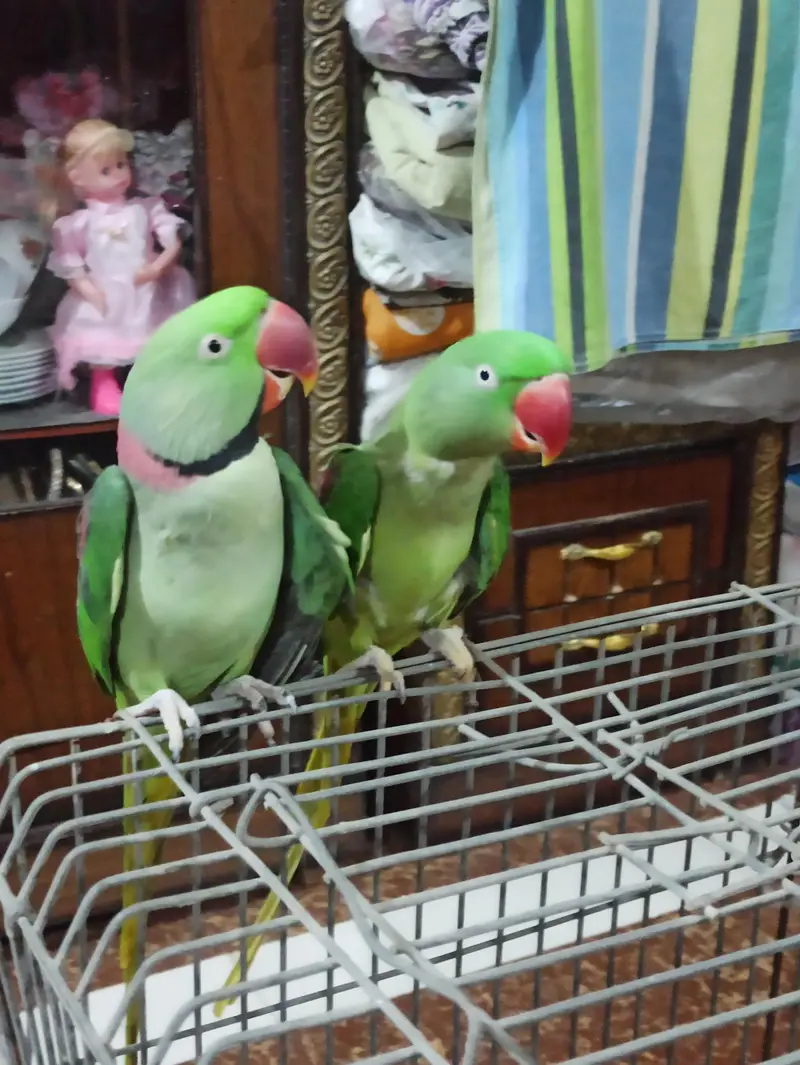 Raw breeding pair and Breeding box for sell — photo 4