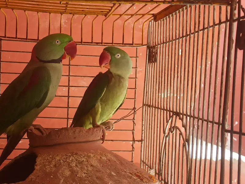 Raw breeding pair and Breeding box for sell — photo 6