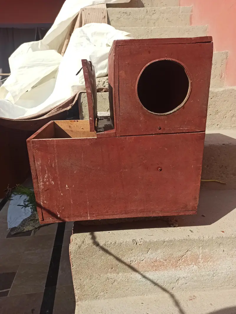 Raw breeding pair and Breeding box for sell — photo 7