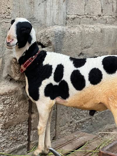 Bakra dumbay