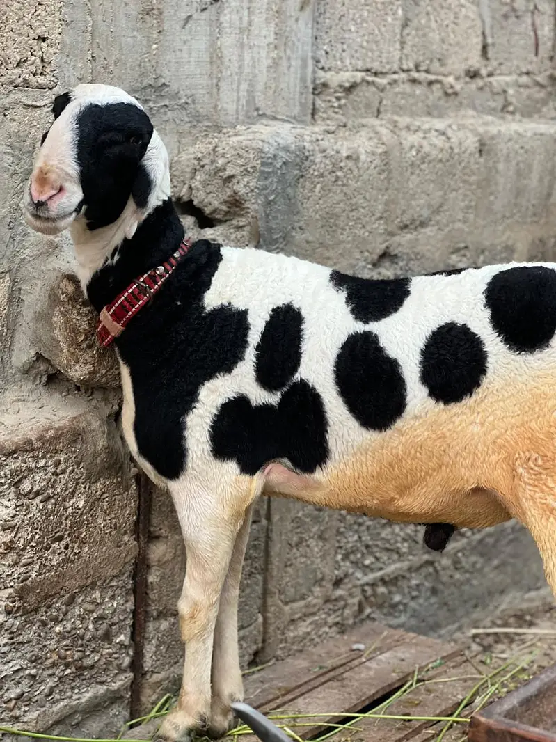 Bakra dumbay