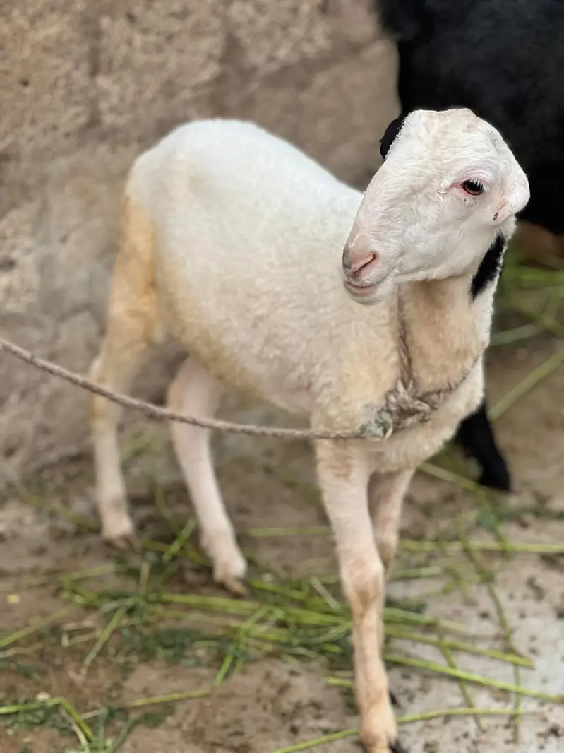 Bakra dumbay — photo 2