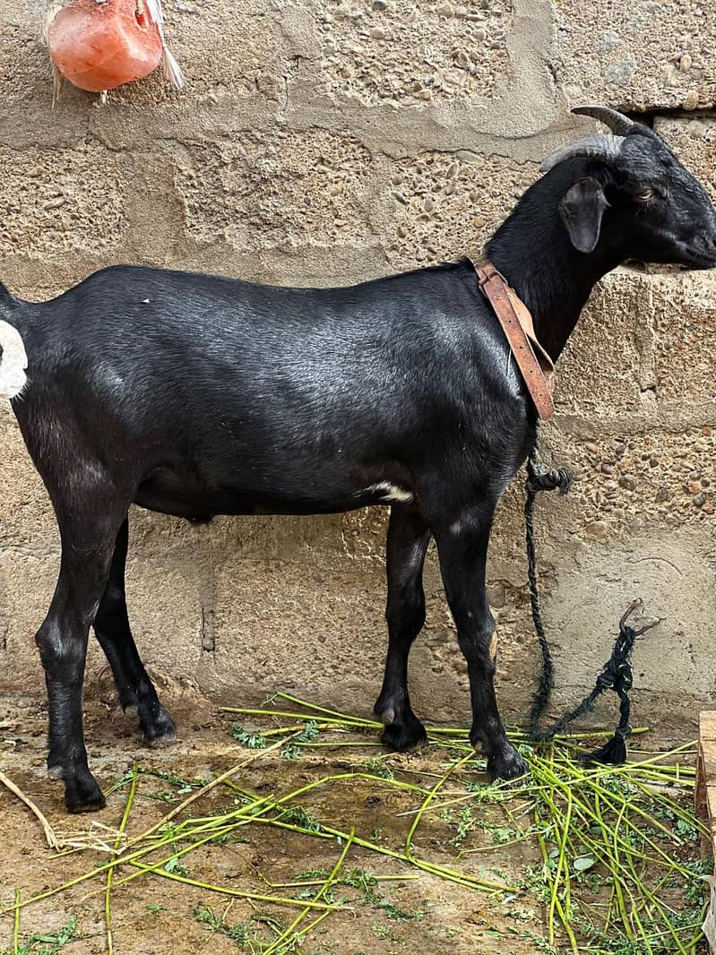 Bakra dumbay 2
