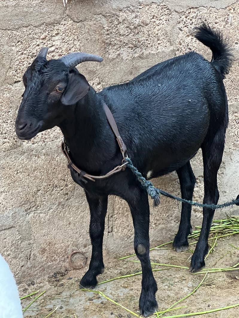 Bakra dumbay 3