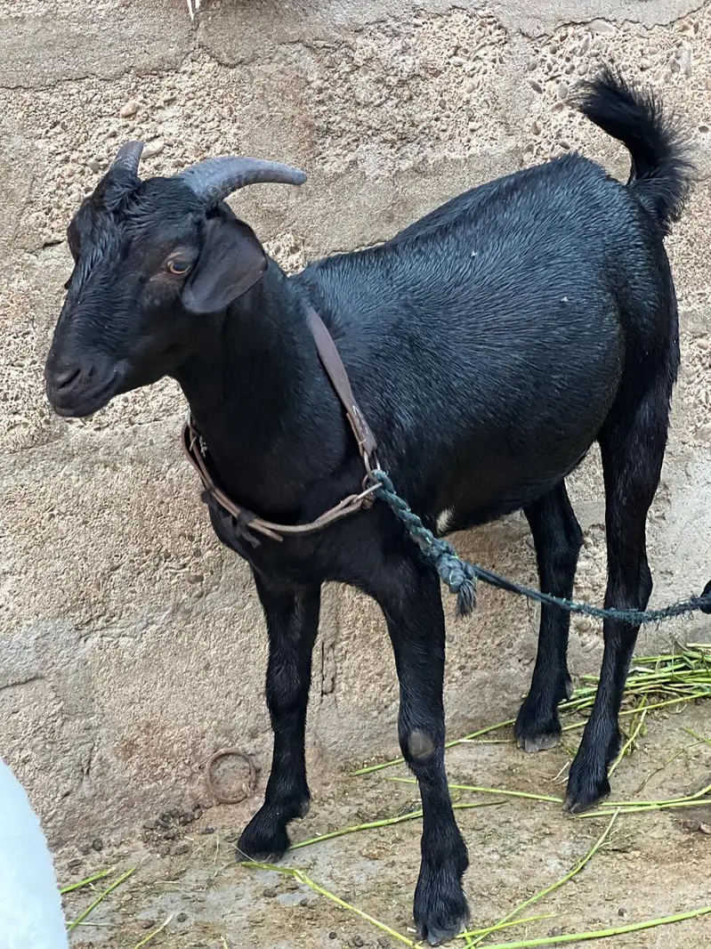 Bakra dumbay — photo 4