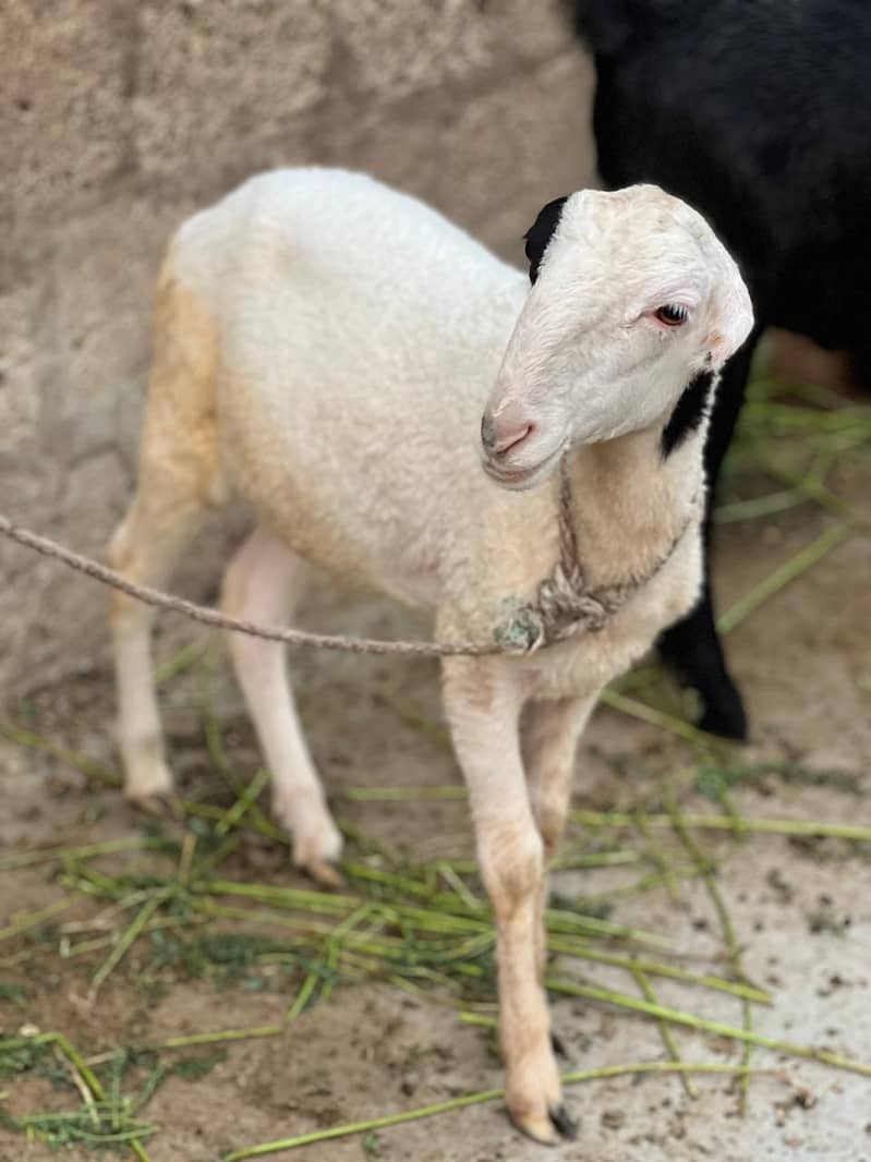 Bakra dumbay 4