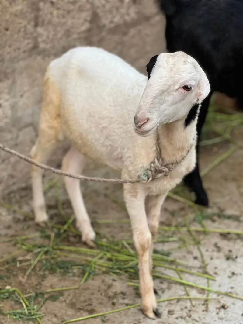 Bakra dumbay — photo 5