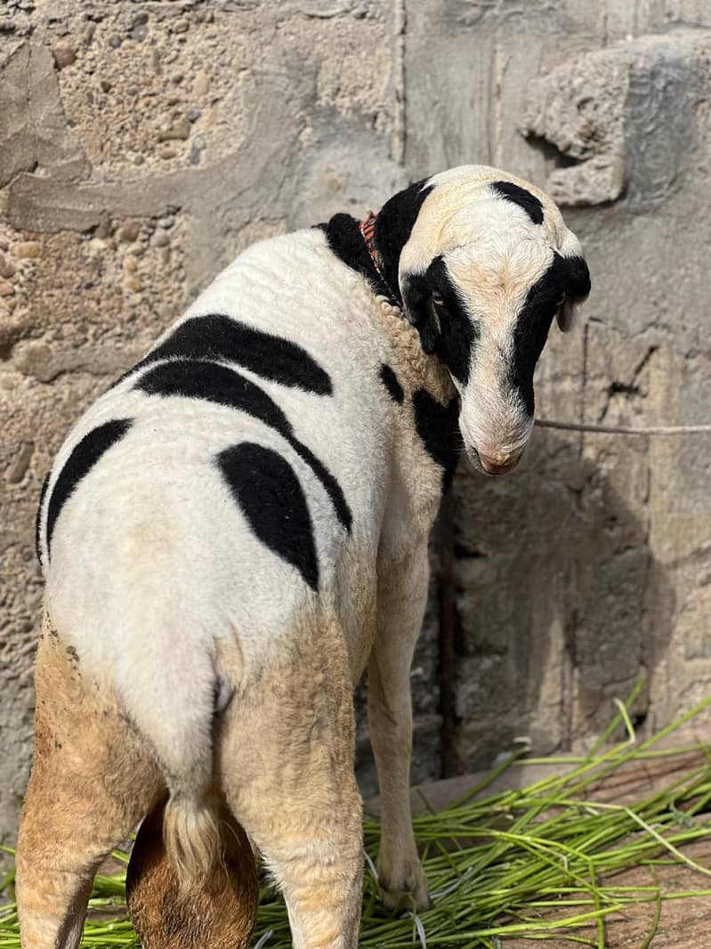 Bakra dumbay 5