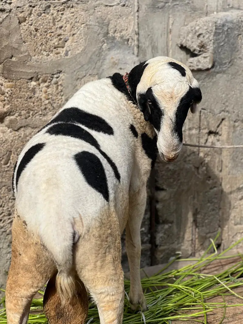 Bakra dumbay — photo 6
