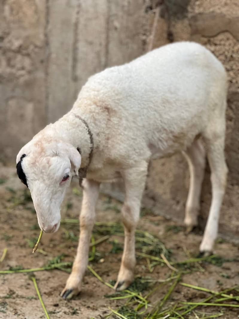 Bakra dumbay 6