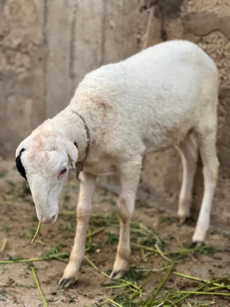 Bakra dumbay — photo 7