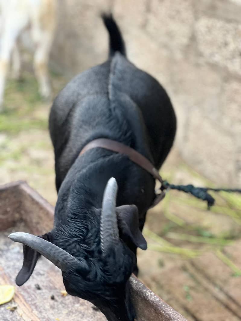 Bakra dumbay 7