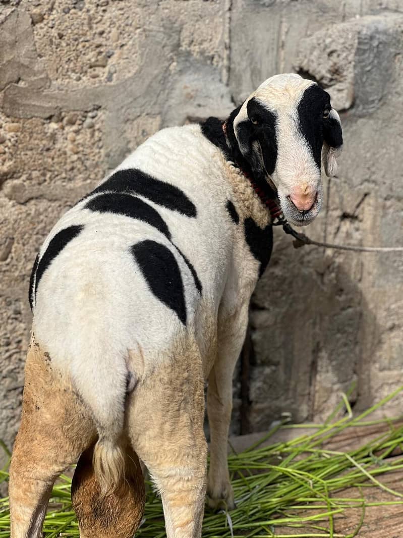 Bakra dumbay 8