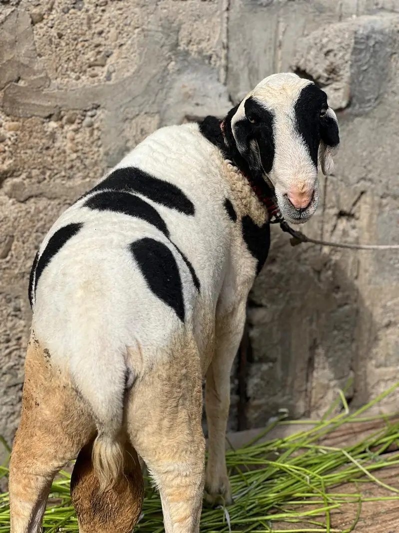 Bakra dumbay — photo 9