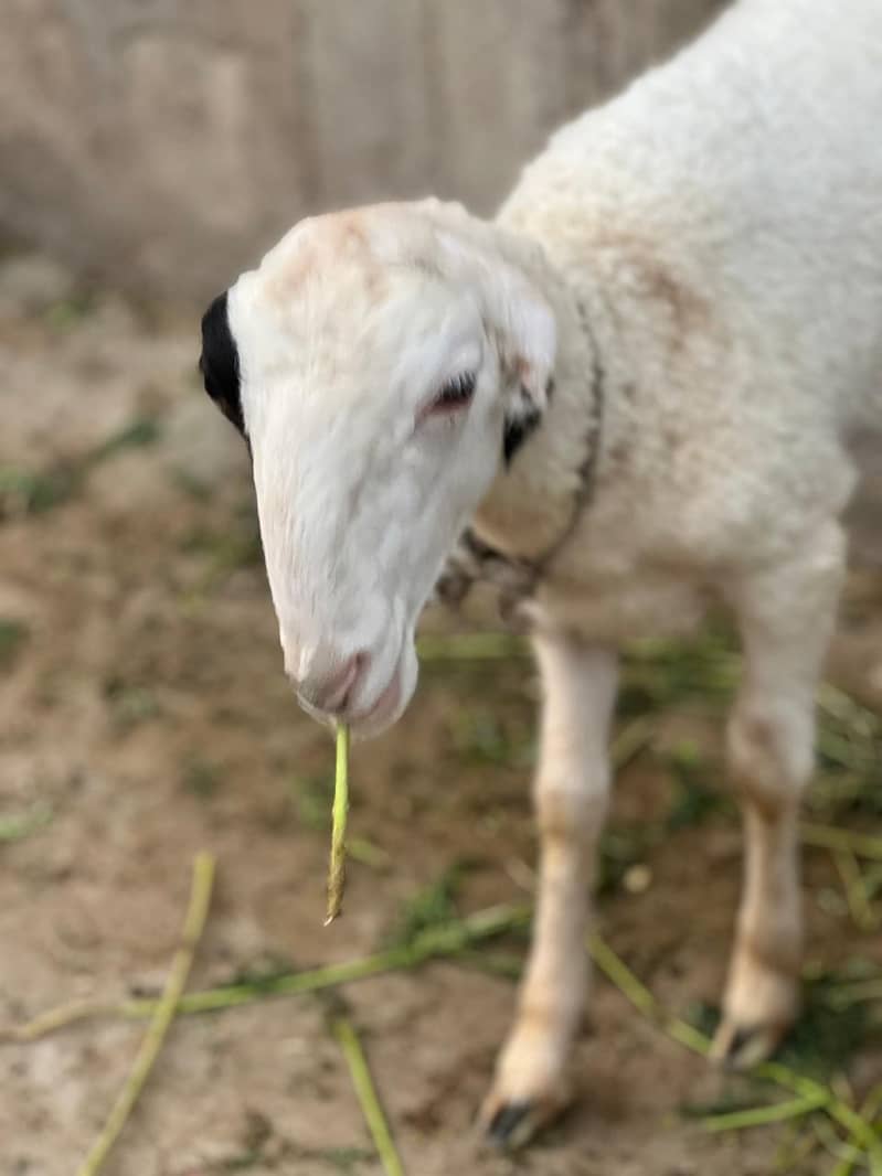 Bakra dumbay 9