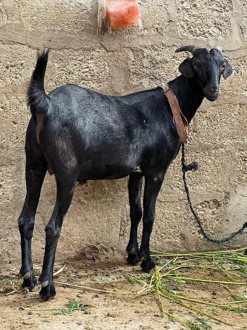 Bakra dumbay — photo 11