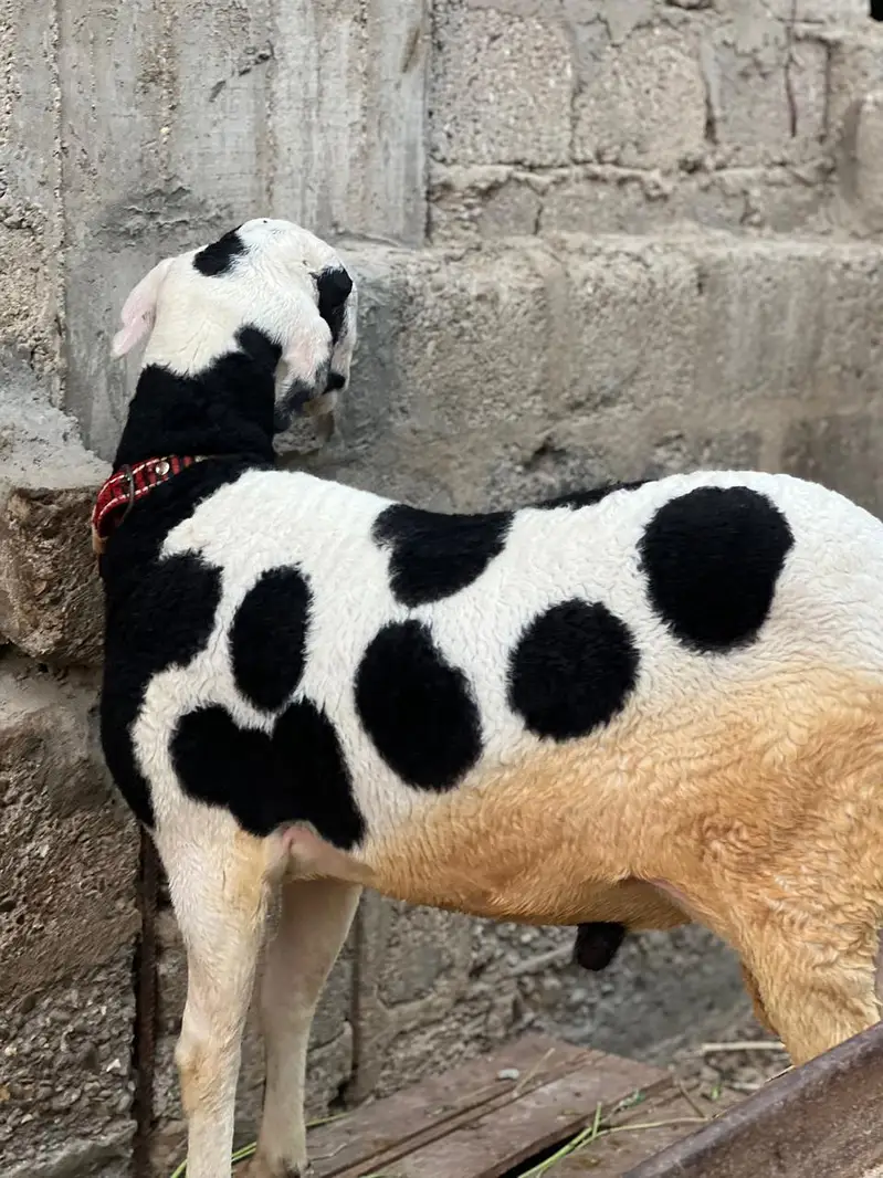 Bakra dumbay — photo 12