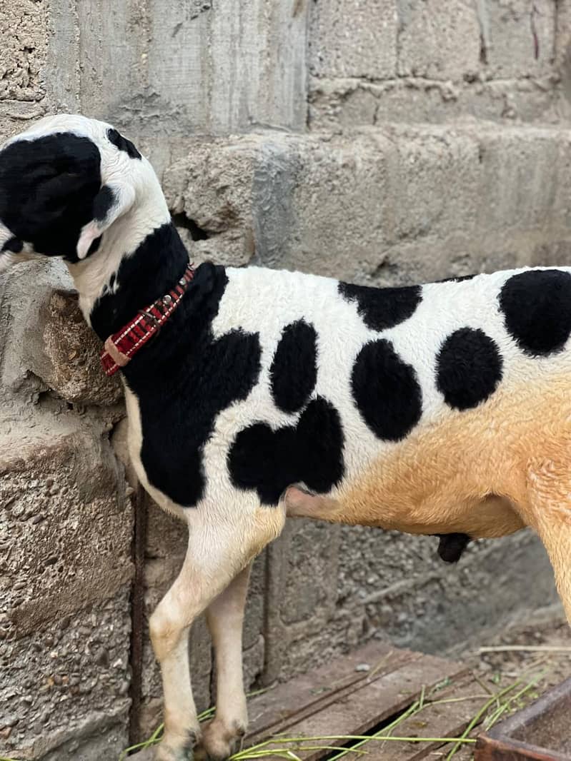 Bakra dumbay 12
