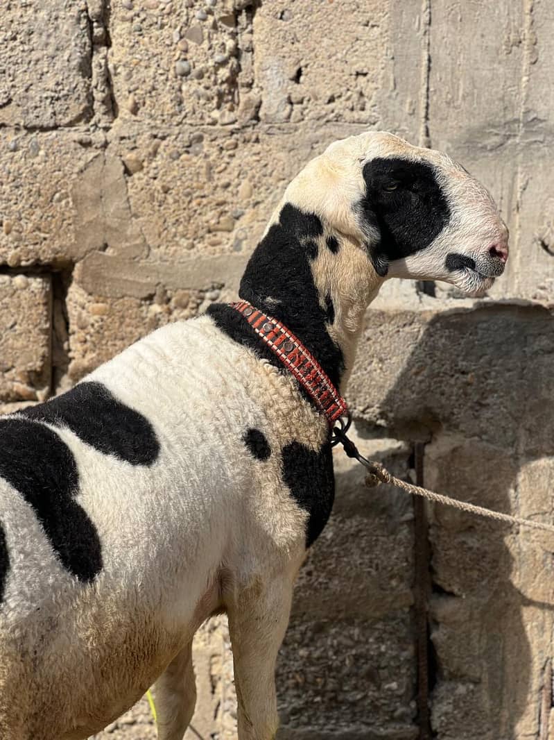 Bakra dumbay 13