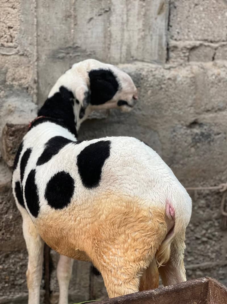 Bakra dumbay 14