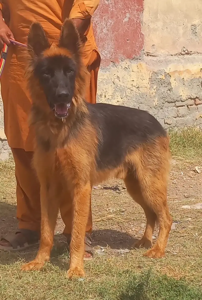 pure king shepherd male long caot dubble body healthy and active