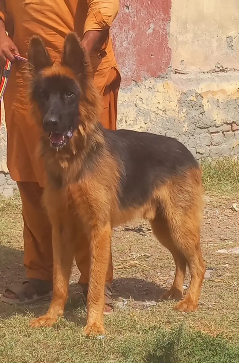 pure king shepherd male long caot dubble body healthy and active — photo 2