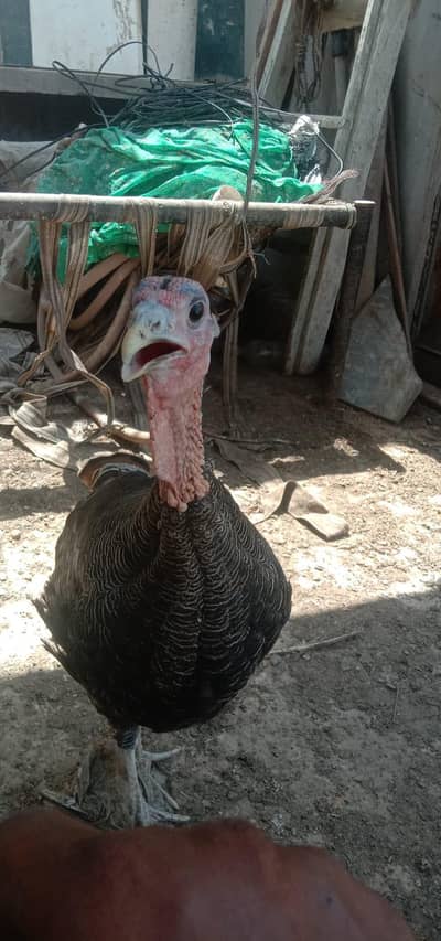 Turkey Birds Pair