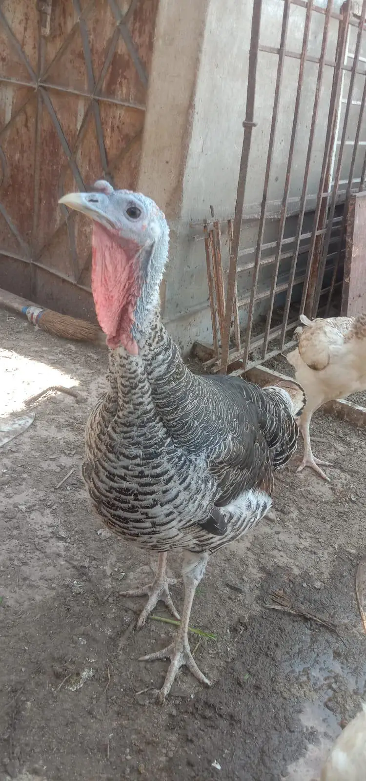 Turkey Birds Pair — photo 2