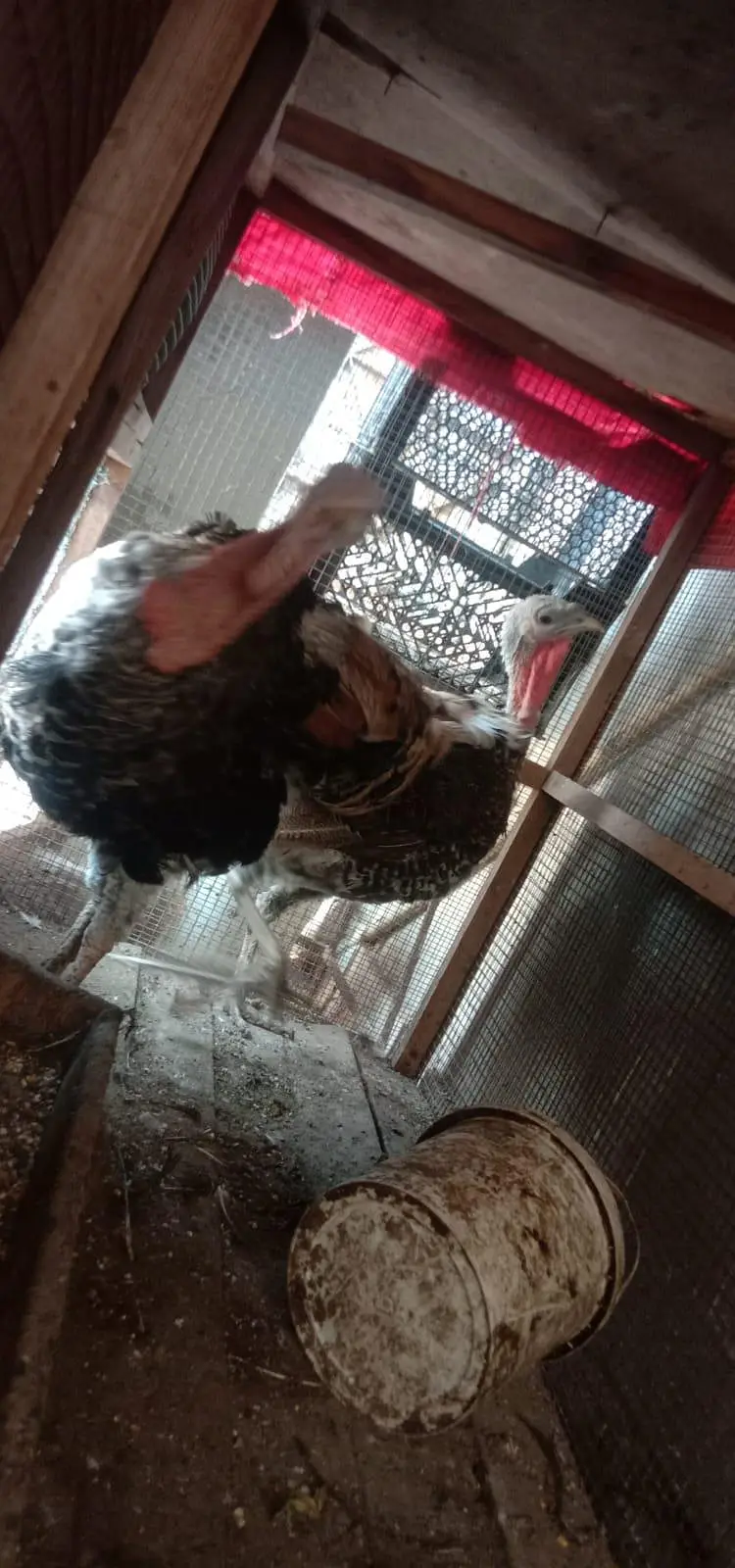 Turkey Birds Pair — photo 3