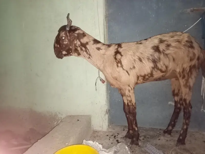 Healthy goat for sale in karachi