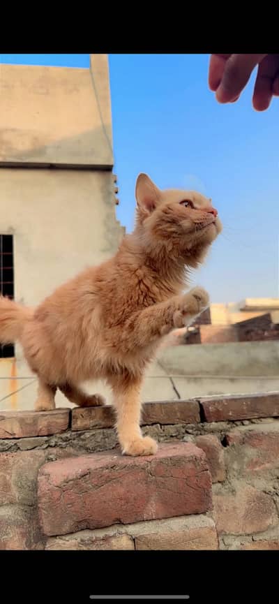 Persian cat