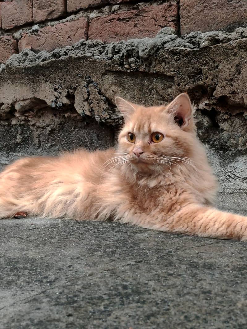 Persian cat 1