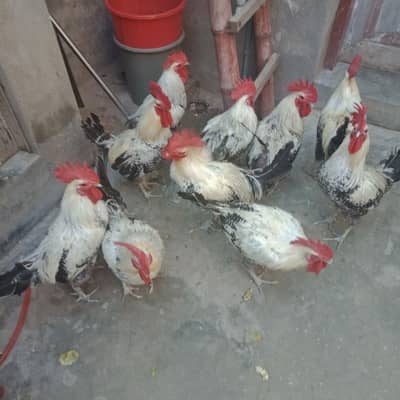 دس عدد دیسی گھر کے پلے مرغے فار سیل