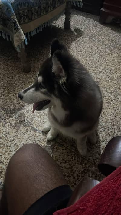 urgent sale ready for breed