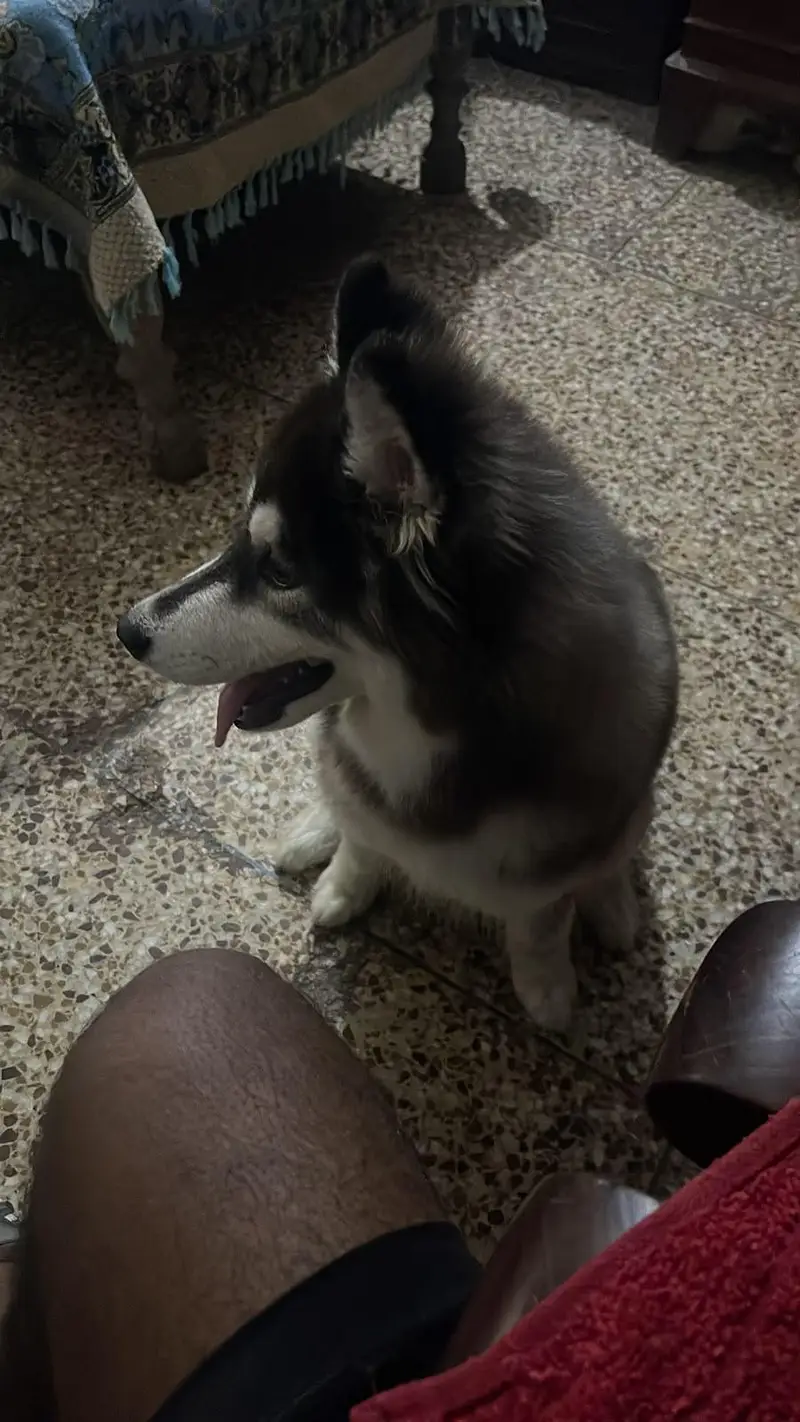 urgent sale ready for breed