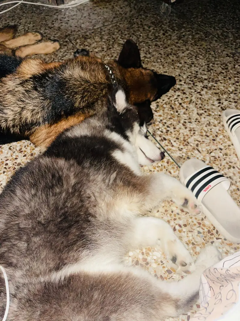urgent sale ready for breed — photo 2