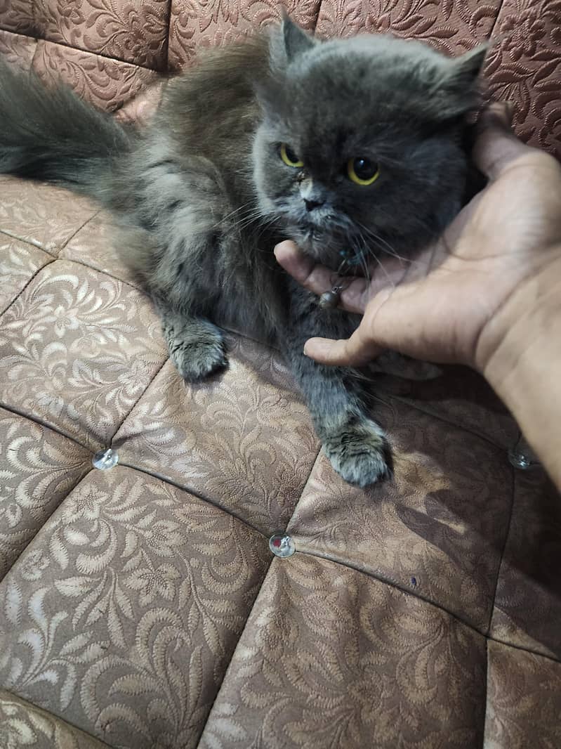 good trained cat 0