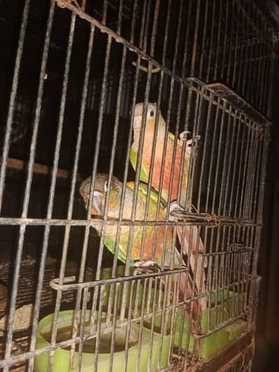 pineapple conure breeder pair