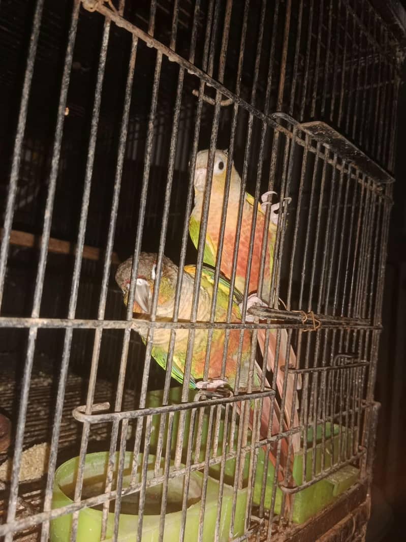 pineapple conure breeder pair 0