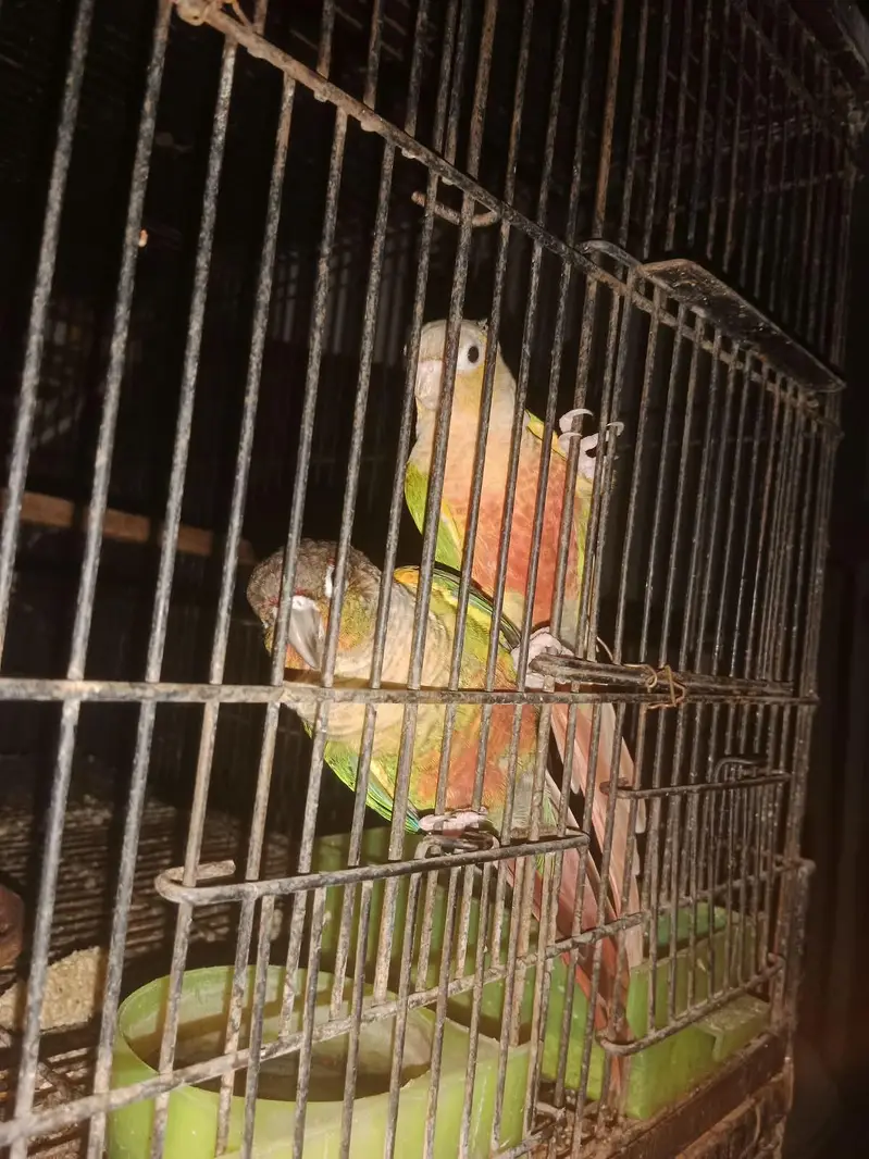 pineapple conure breeder pair