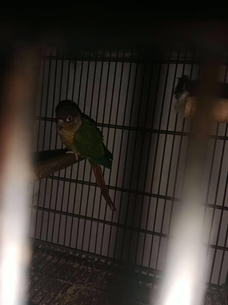 pineapple conure breeder pair 1