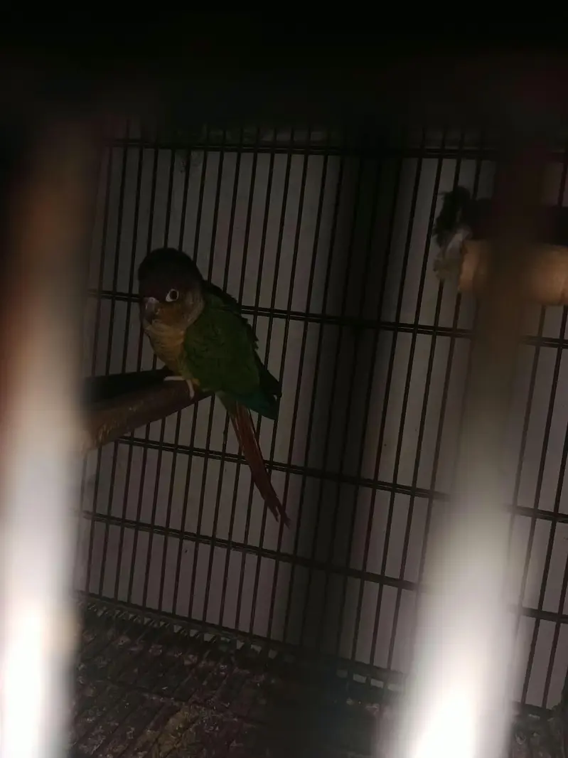 pineapple conure breeder pair — photo 2