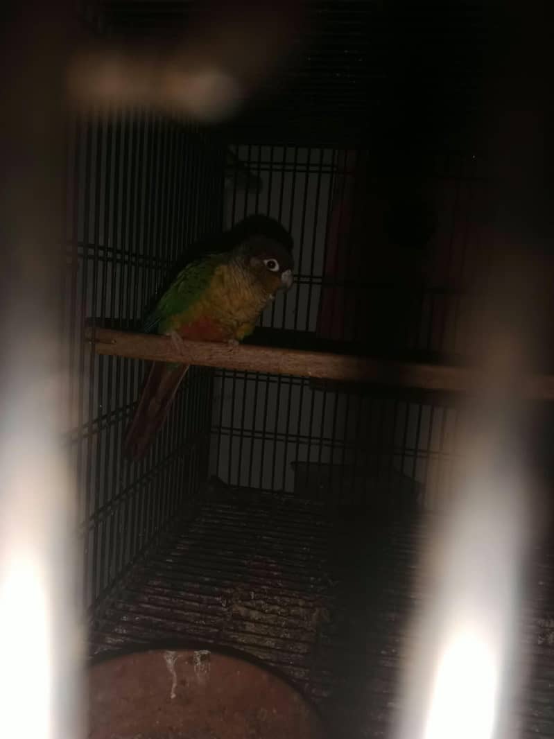 pineapple conure breeder pair 2